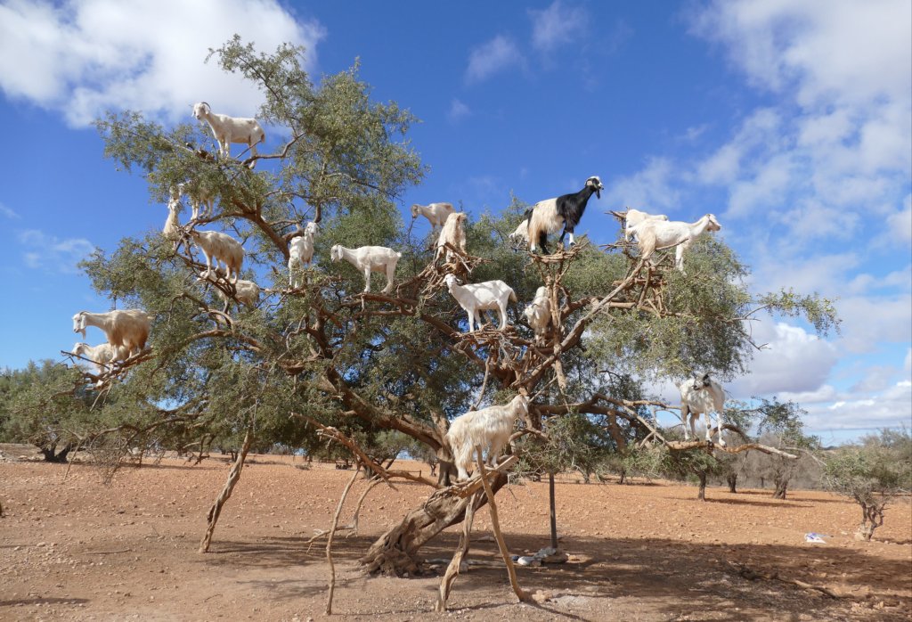 Goats on the Tree Tour from Agadir – See Morocco’s Argan Goats
